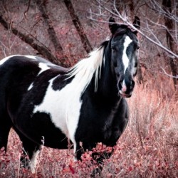 Red Beauty Hi Res   A3